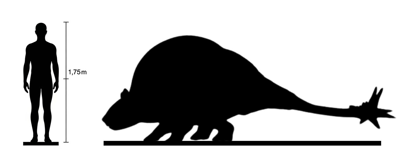 Doedicurus size Doedicurus size compared to an adult human.