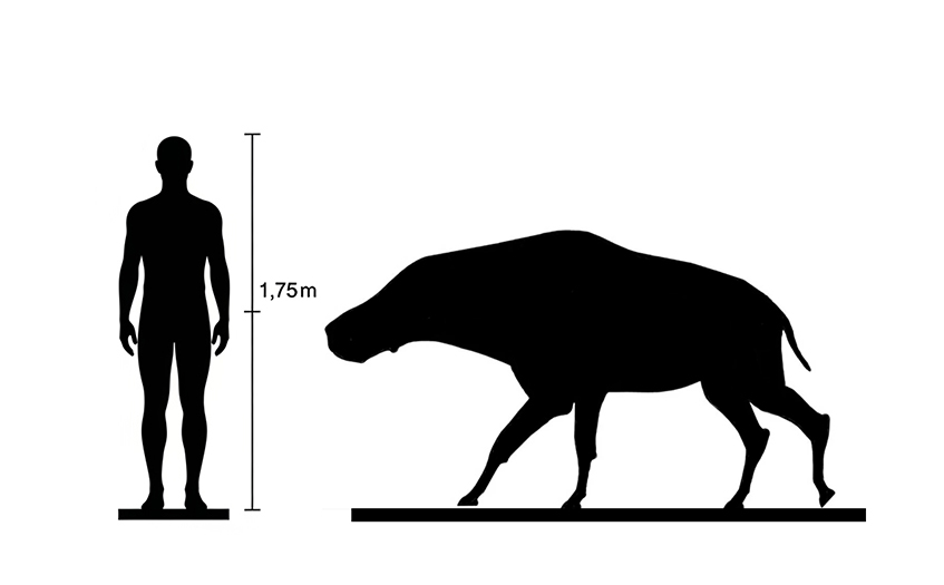 Entelodon size Entelodon size compared to an adult human.