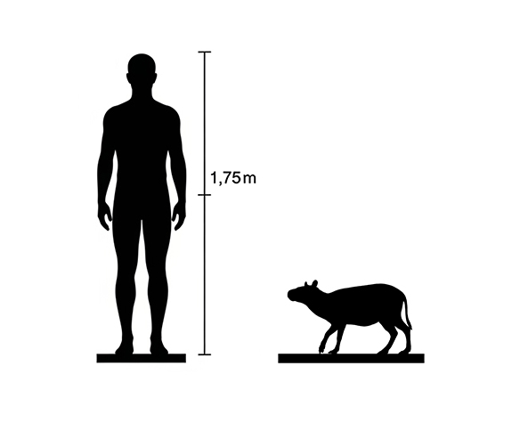 Eohippus size Eohippus size compared to an adult human.