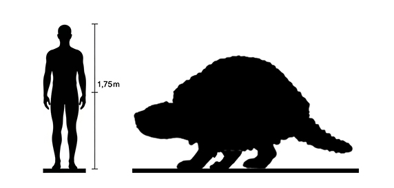Glyptodon size Glyptodon size compared to an adult human.
