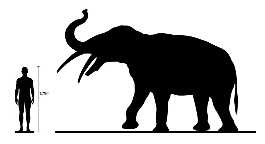 Gomphotheres size Gomphotheres size compared to an adult human.