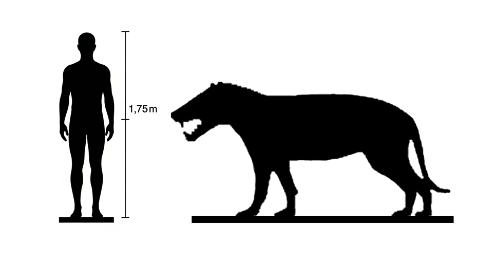 Hyaenodon Size Hyaenodon size compared to an adult human.