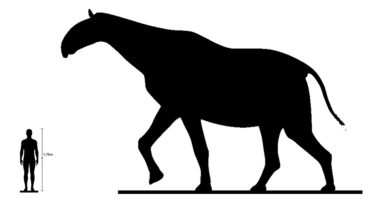 Indricothere Size Indricothere size compared to an adult human.