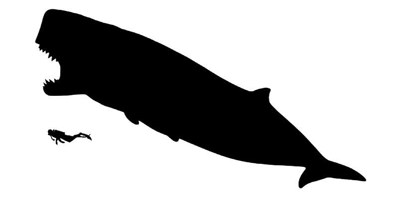 Livyatan size compared to an adult human.
