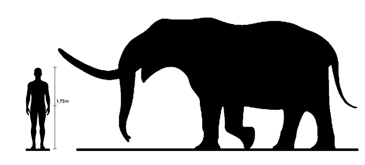 Mastodon size Mastodon size compared to an adult human.