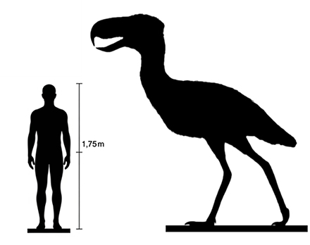 Phorusrhacos Phorusrhacos size compared to an adult human.