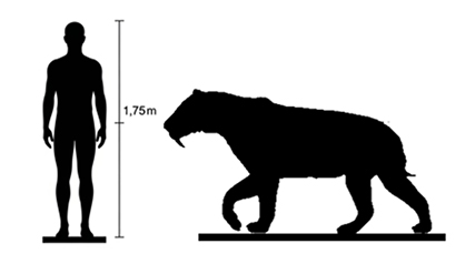 Smilodon size Smilodon size compared to an adult human.