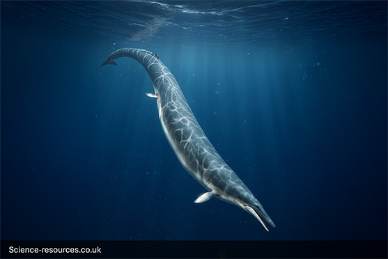 Basilosaurus