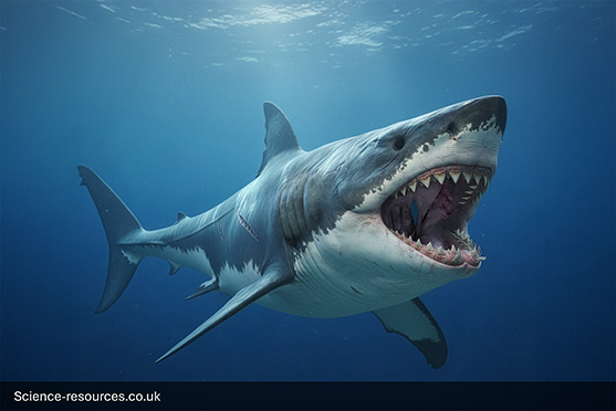 Megalodon