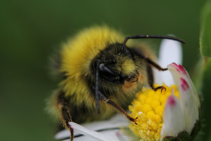 Imag of a bumble bee.