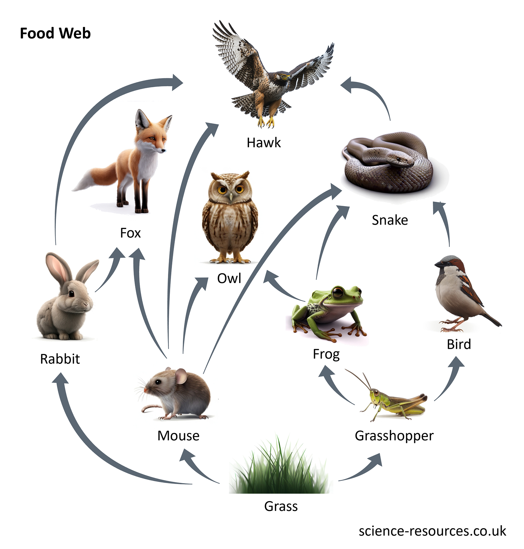 Food Chains Food Webs BIRD BRAIN Science Game No Prep Grade 9 Review 