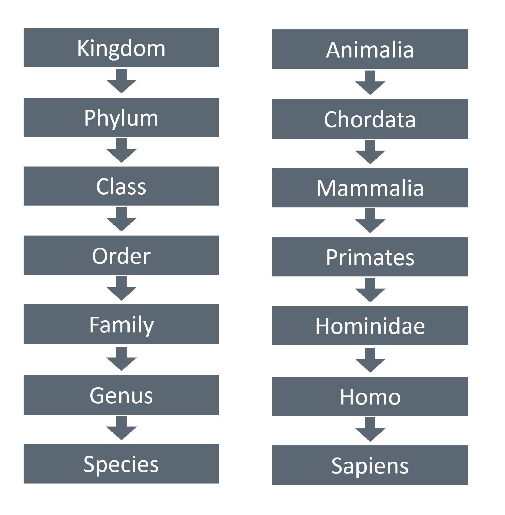 Image showing how humans are grouped.