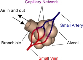 Lung Alveoli