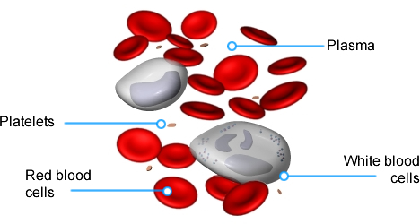 The parts of the blood (not to scale)