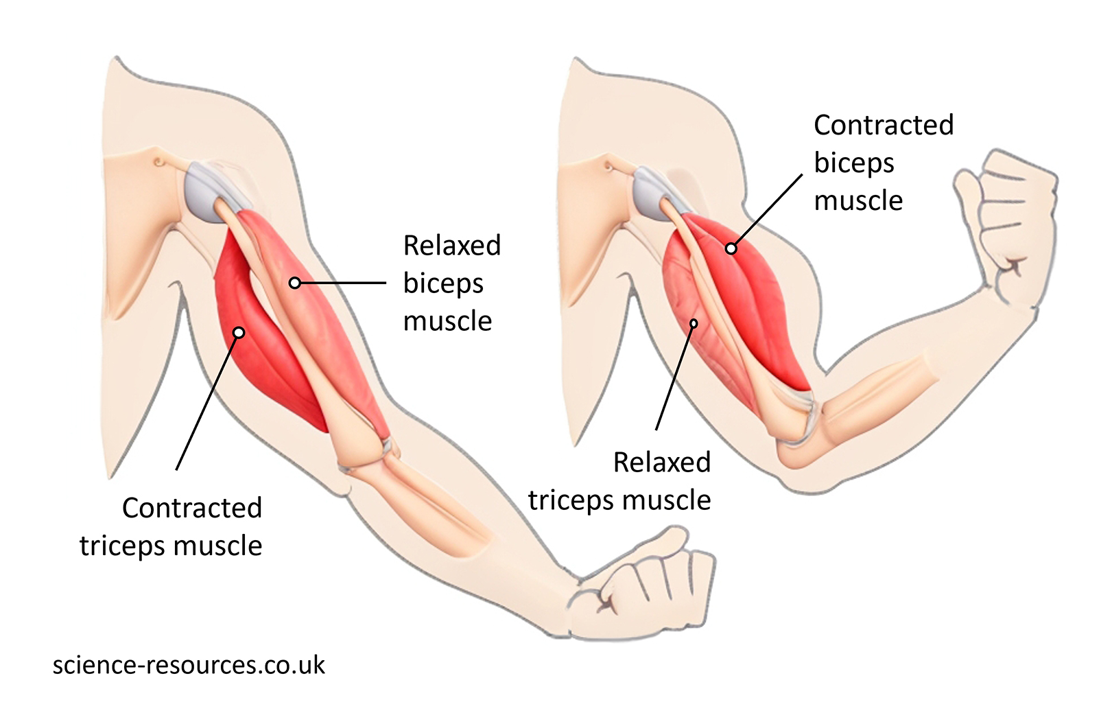 This image is a diagram of a human skeleton muscles with labels showing how muscles work together in pairs at a joint to allow movement, called antagonistic pairs. 