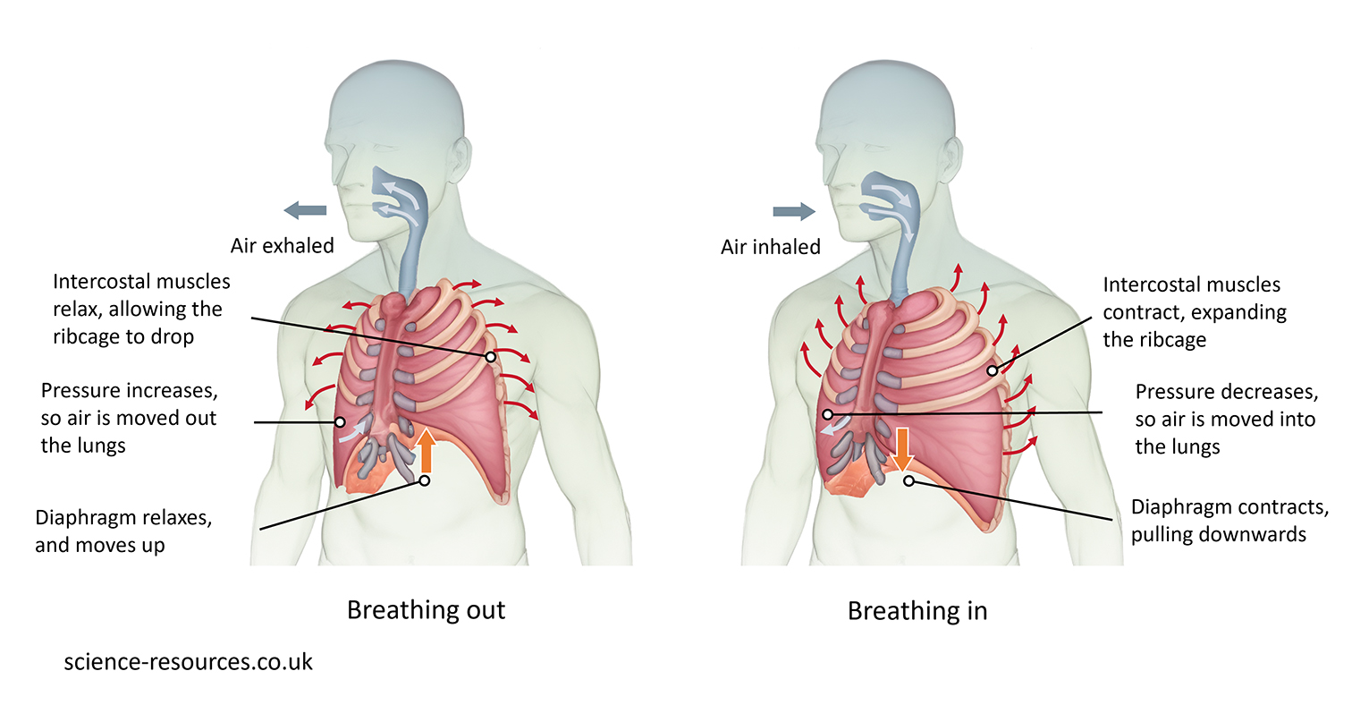 Science resources The Process Of Breathing
