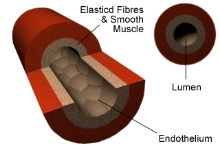 Artery