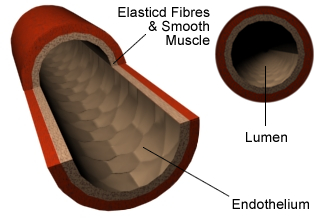 Vein