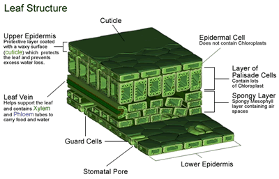 Leaf Structure Diagram