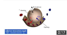 Lung Diffusion