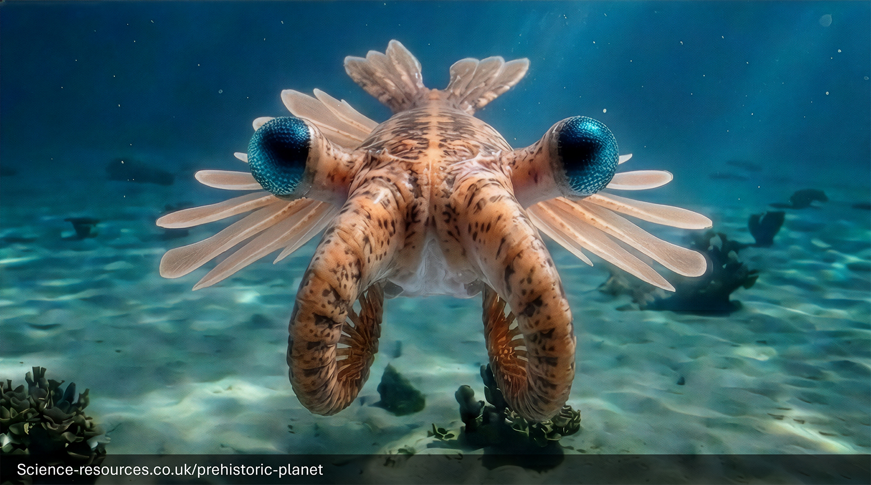 Close up shot of Anomalocaris 