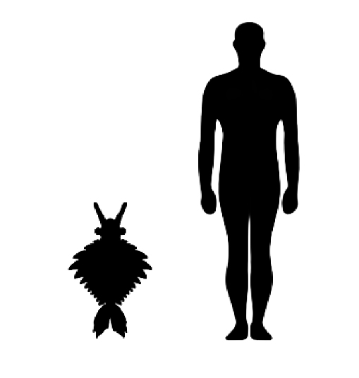 Anomalocaris size compared to an adult human.