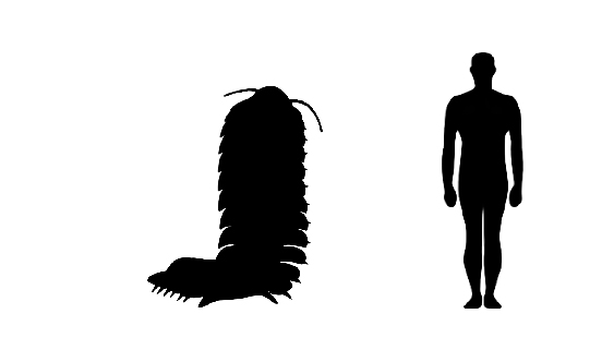 Arthropleura size compared to an adult human.