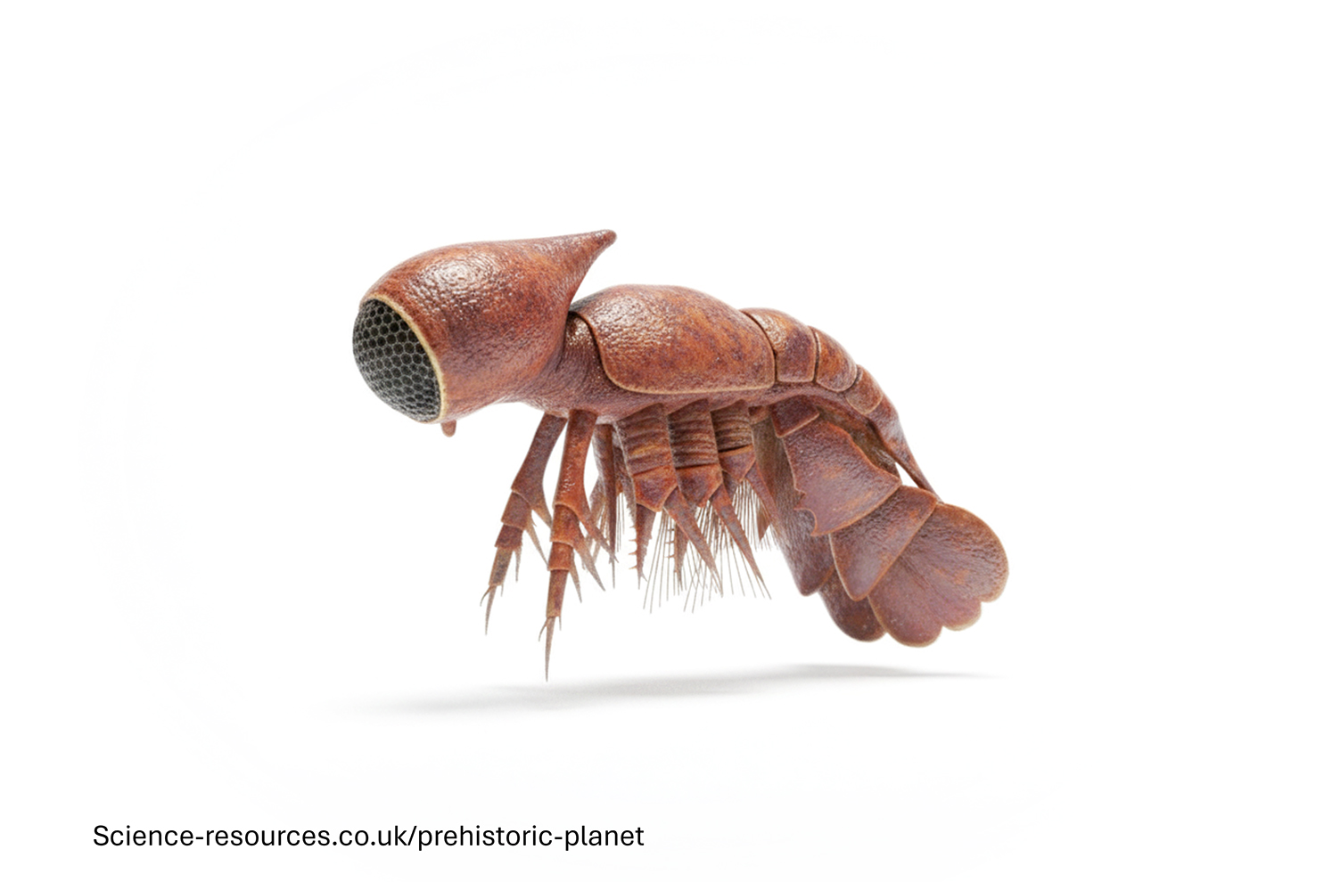 A photo realistic image of a Cambropachycope on a white background