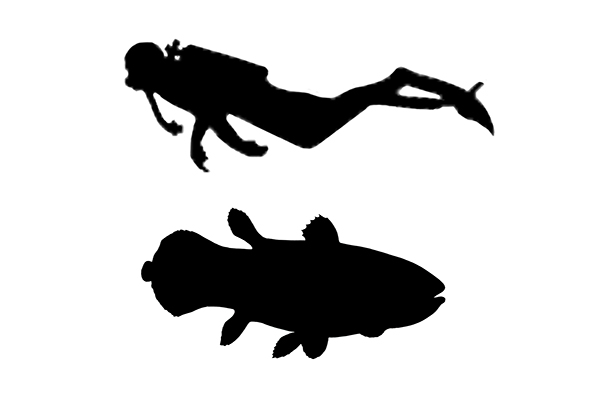 Coelacanth size compared to an adult human.