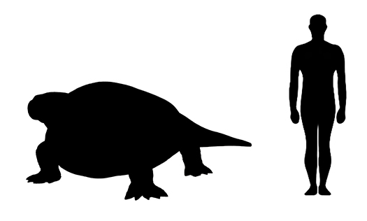 Cotylorhynchus size compared to an adult human.