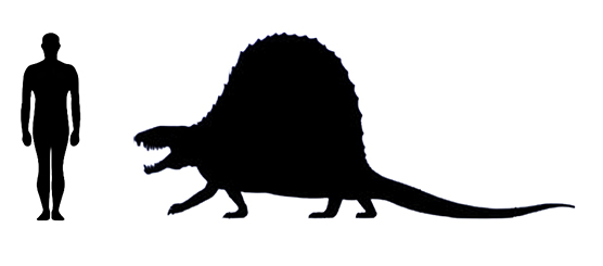 Dimetrodon size compared to an adult human.