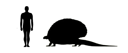 Edaphosaurus size compared to an adult human.
