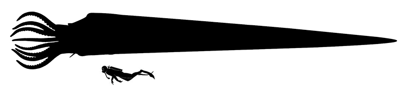Endoceras size compared to an adult human.