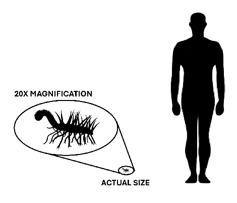 Hallucigenia size compared to an adult human.