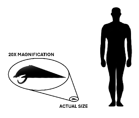 Haplophrentis size compared to an adult human.