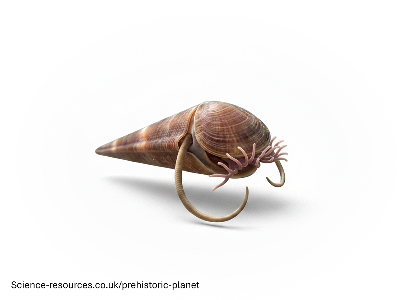 A photo realistic imagHaplophrentise of an Haplophrentis on a white background