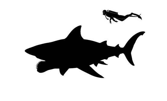 Helicoprion size compared to an adult human.