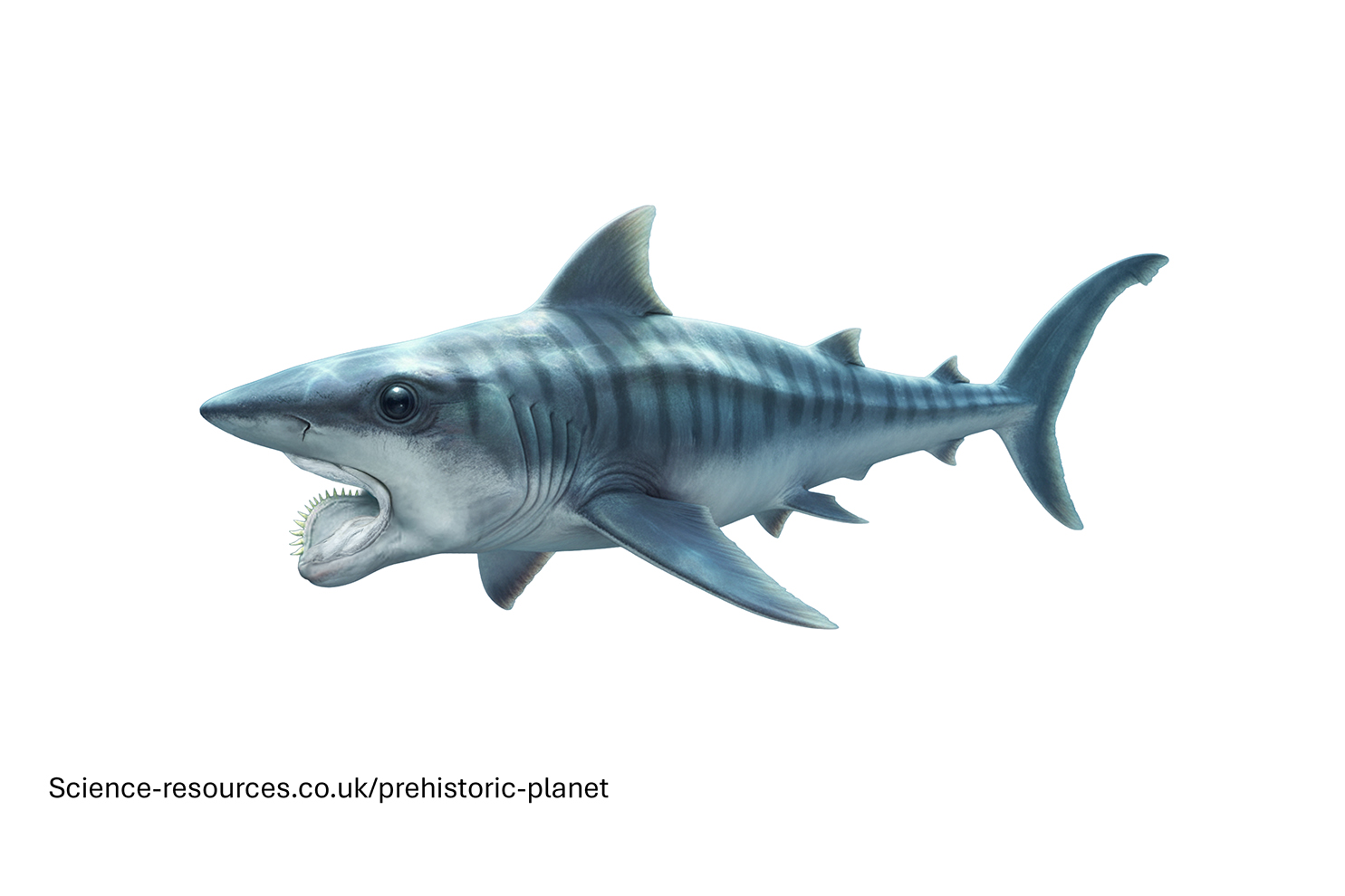 A photo realistic image of a Helicoprion on a white background