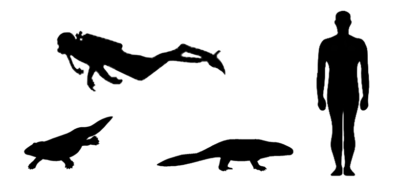 Ichthyostega size compared to an adult human.