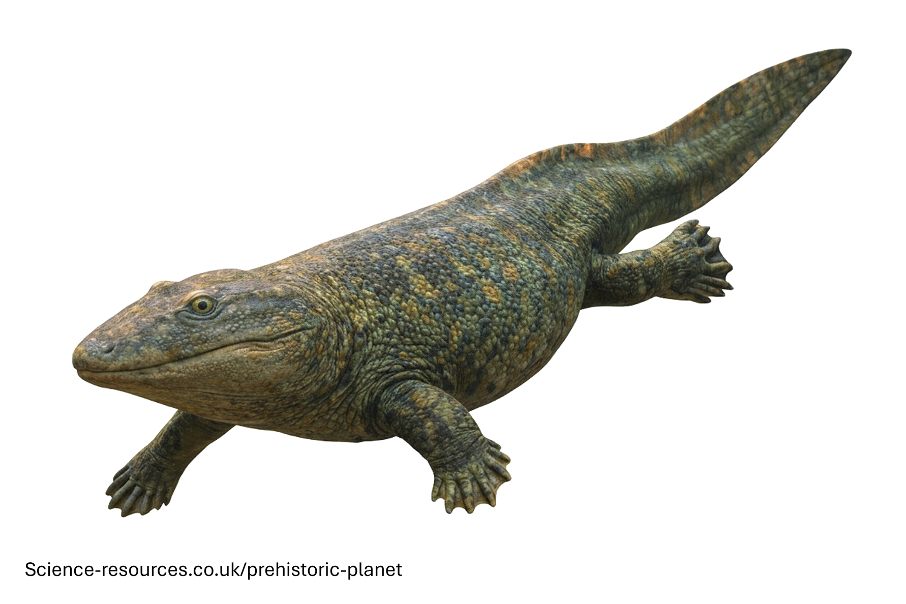 A photo realistic image of an Ichthyostega on a white background