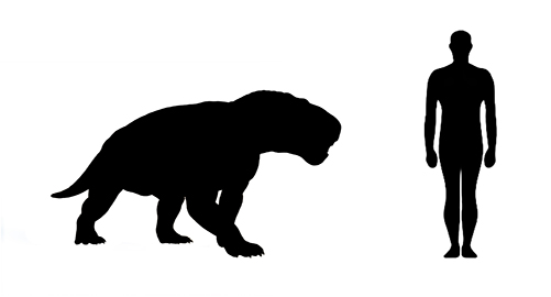 Inostrancevia size Inostrancevia size compared to an adult human.