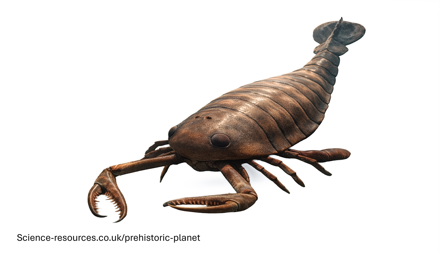 A photo realistic image of an Jaekelopterus on a white background