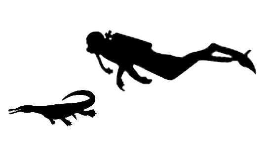 Mesosaurus size compared to an adult human.