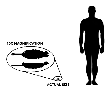 Opabinia size Opabinia compared to an adult human.