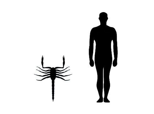 Pulmonoscorpius size compared to an adult human.