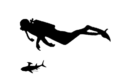 Helicoprion size compared to an adult human.