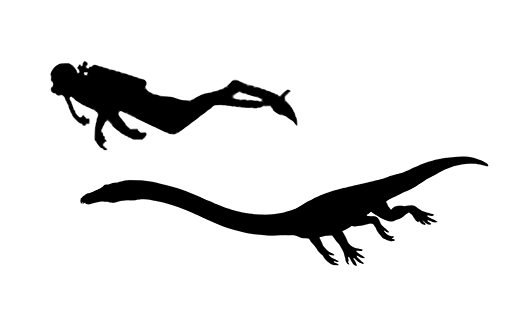 Tanystropheus size compared to an adult human.