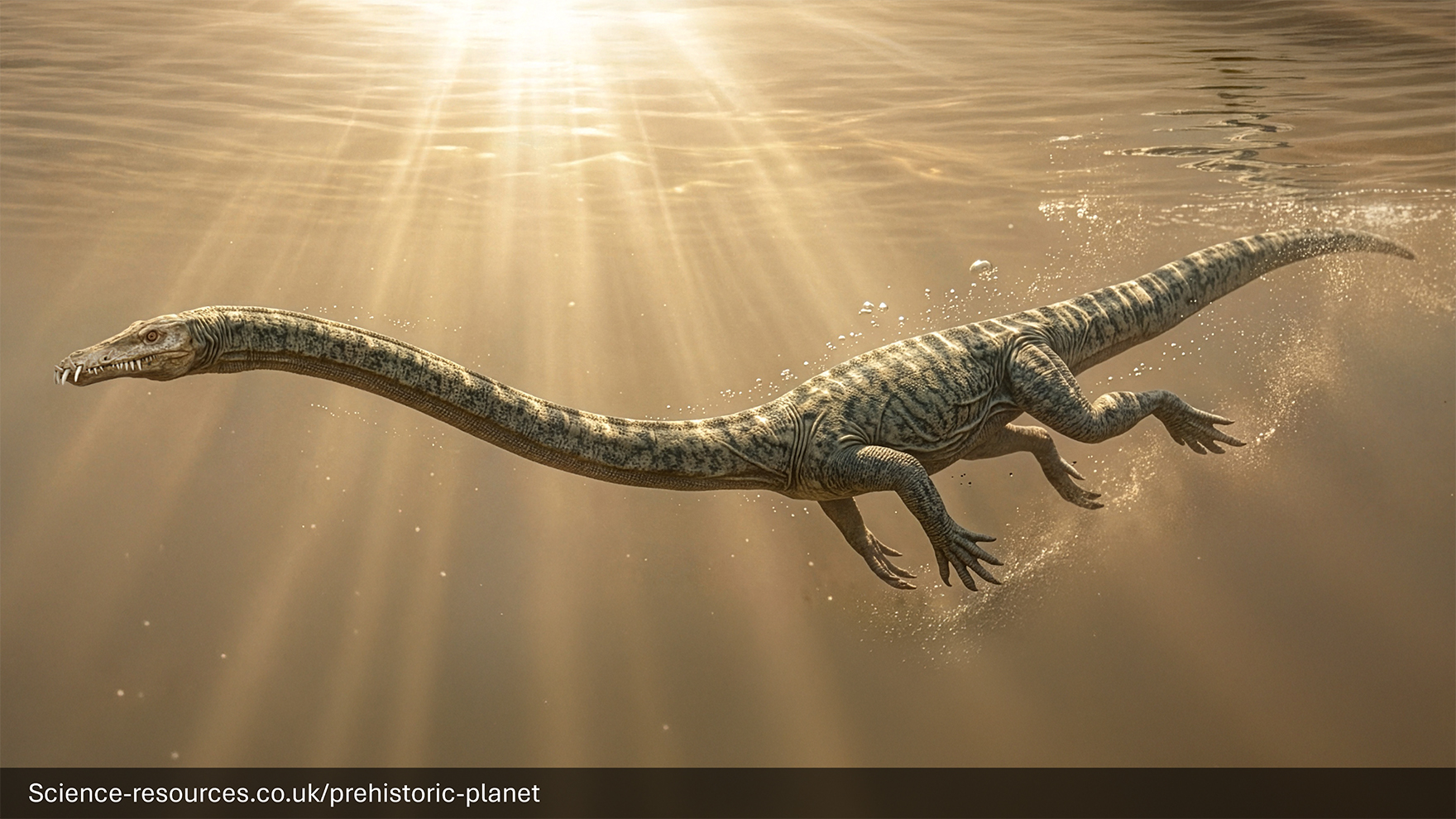 A realistic image of a Tanystropheus swimming in a prehistroic swamp.