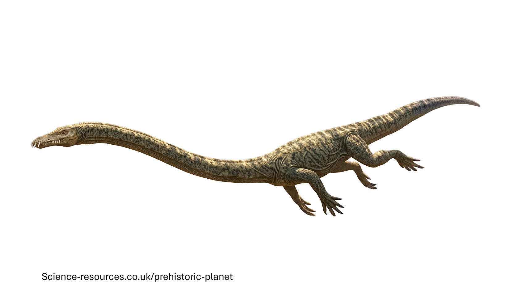 A photo realistic image of a Tanystropheus on a white background