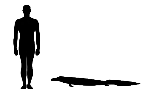 Tiktaalik size compared to an adult human.